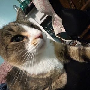 Meet your Posher, Brookie